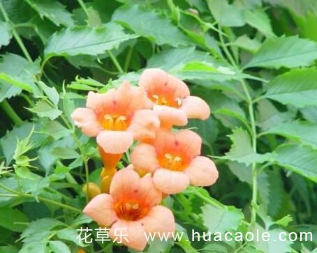 东京巴比伦动漫——亚洲综合在线另类色区奇米97，都市幻境中的心灵之旅