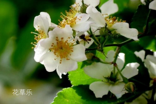 土豆贴面膜欧美又大又长又粗的免费视频，揭秘天然美容的秘密，让你的肌肤焕然一新！